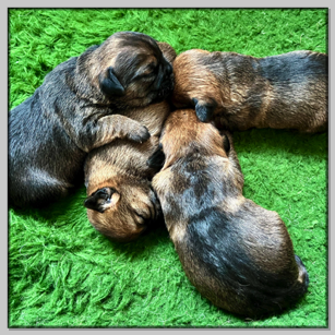 1,5 weeks