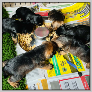 The first meal tastes good!