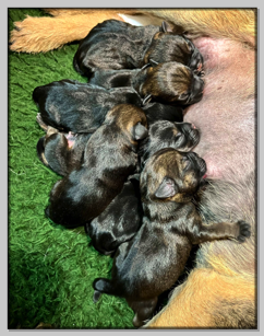 4+3
