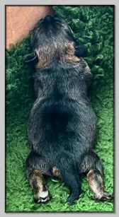 lihapulla